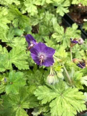 Geranium phaeum Margaret Wilson- gandrene